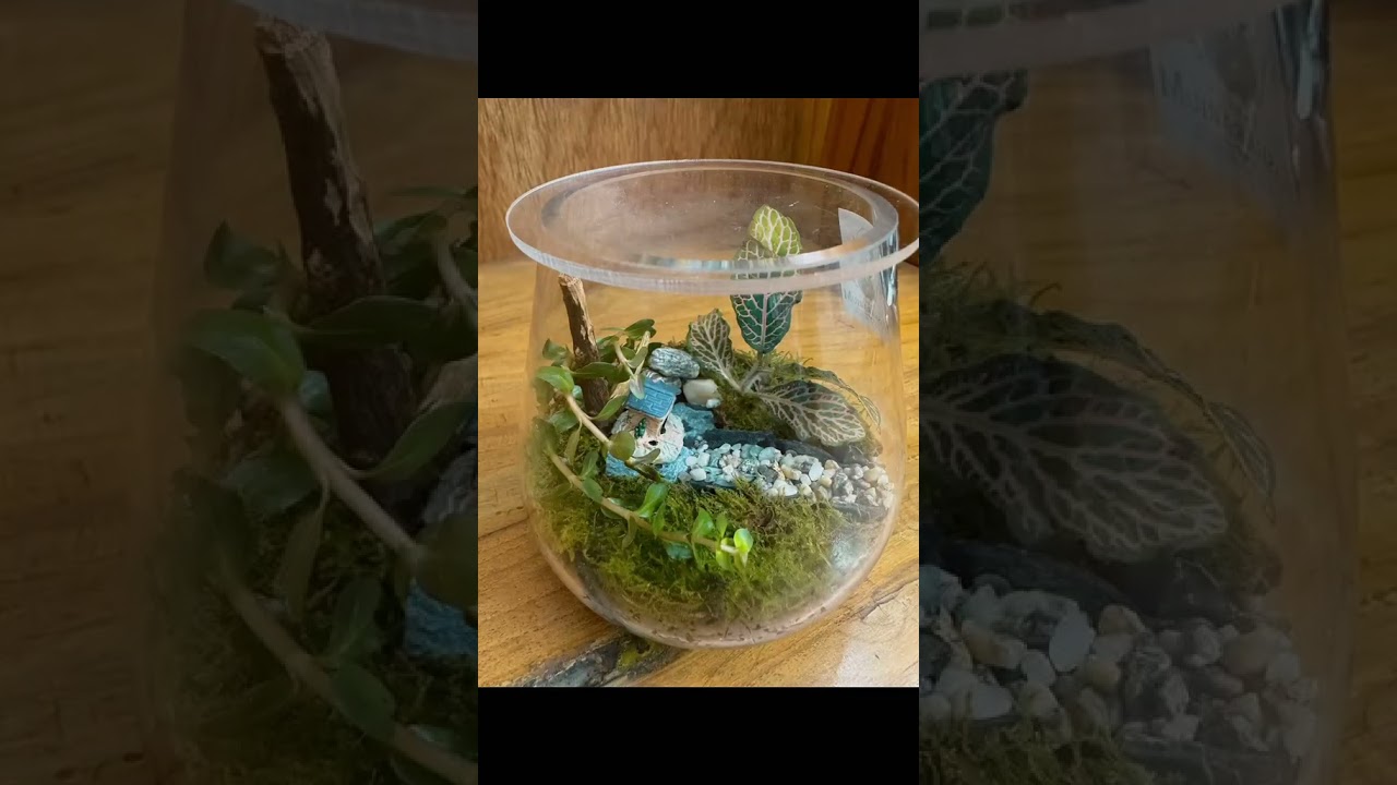 Terrarium Bowl Type