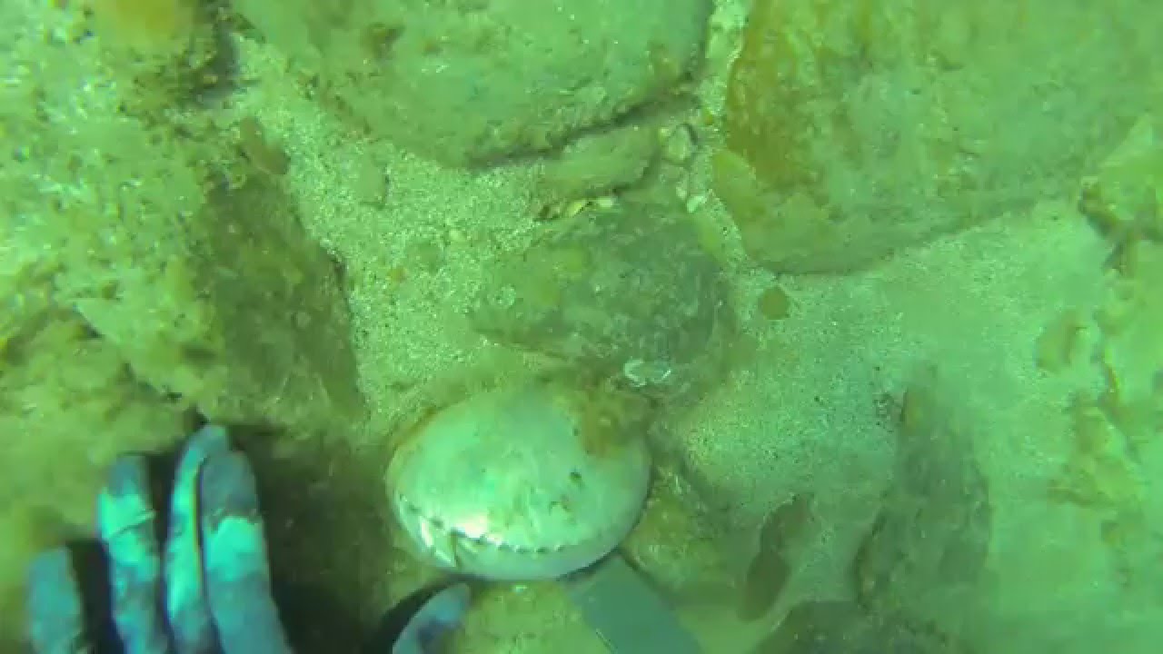 Abalone Diving Devonport Tasmania YouTube