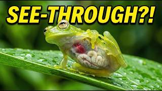 You Can See Inside This Frog