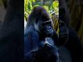 A Leopard Entered Gorilla Territory. The Silverback Was Watching. 🦍🐆