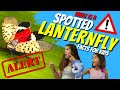 Spotted Lanternfly Quiz