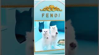 Baby Cats - Cute and Funny Cat Videos Compilation