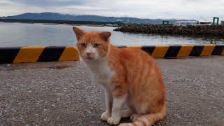 釣り人の後ろで魚を狙う野良猫達