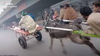 donkey race