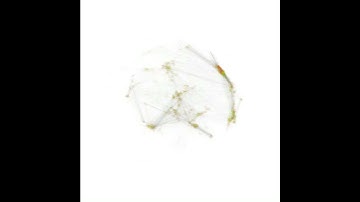 Citation Networks Reveal Scientific Memes