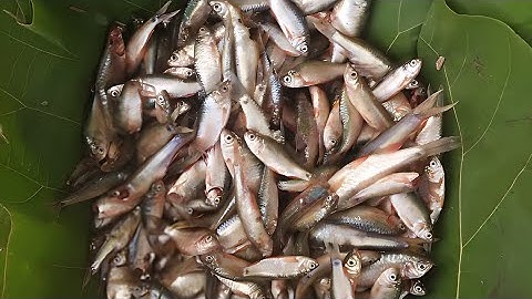 Unbelievable Cast Net fishing-fishermen vs river Catch Netting video 🐟🐠🐠🐠👌
