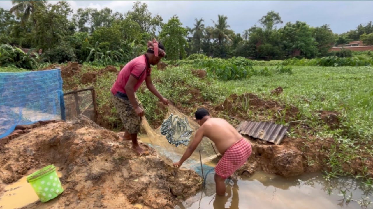 হঠাৎ করে মাঠে এত মাছ কোথা থেকে আসলো😱||