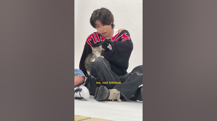 No thoughts just I.N., Han, and Lee Know playing with kittens 🥰 #straykids