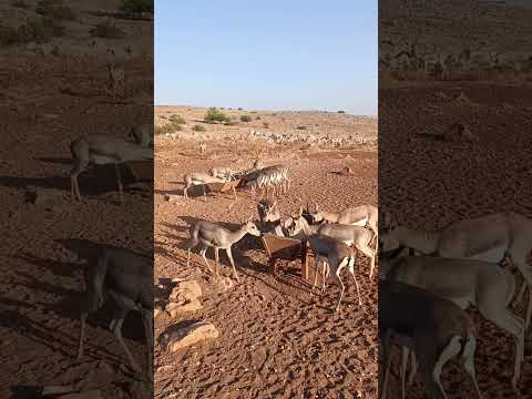 تربية غزلان