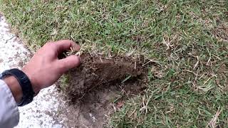 Here we show you how to install zoysia grass sod a odd shaped area.
type of and fertilizer used is important have successful results.