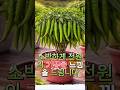 일상에 지친 시니어 여러분 에게 베란다 텃밭 만드는 비법을 전합니다.#텃밭 #베란다정원 #건강한중년 #삶의태도 #시니어 #쇼츠