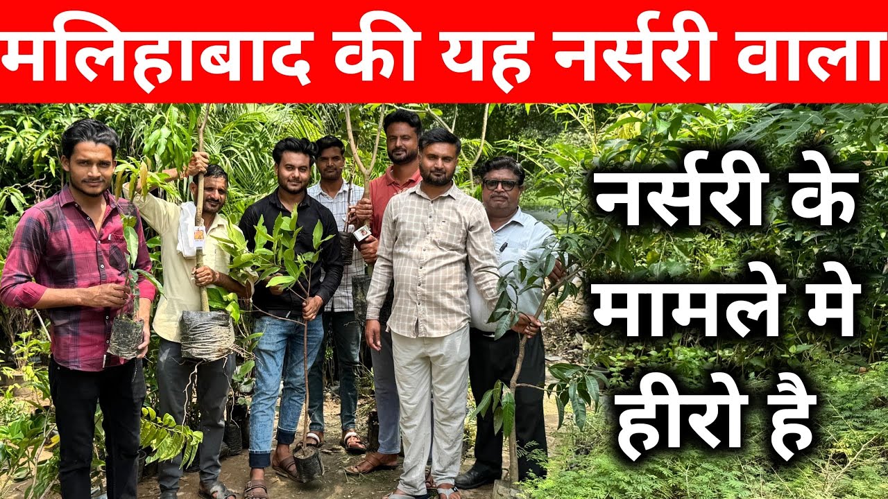 मलिहाबाद की यह नर्सरी वाला नर्सरी के मामले मे हीरो है | No.1 Nursery in MALIHABAD | Online Nursery