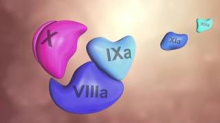 Coagulation Cascade Animation - Physiology of Hemostasis