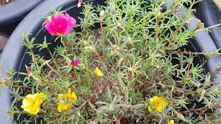 As-076. 농업식품기본법. 채송화 여기 있네요. 어릴 때에는 흔하게 보던 꽃인데 지금은 찾기 어렵습니다. 장미전쟁. 20200913Upload. 202009051749촬영