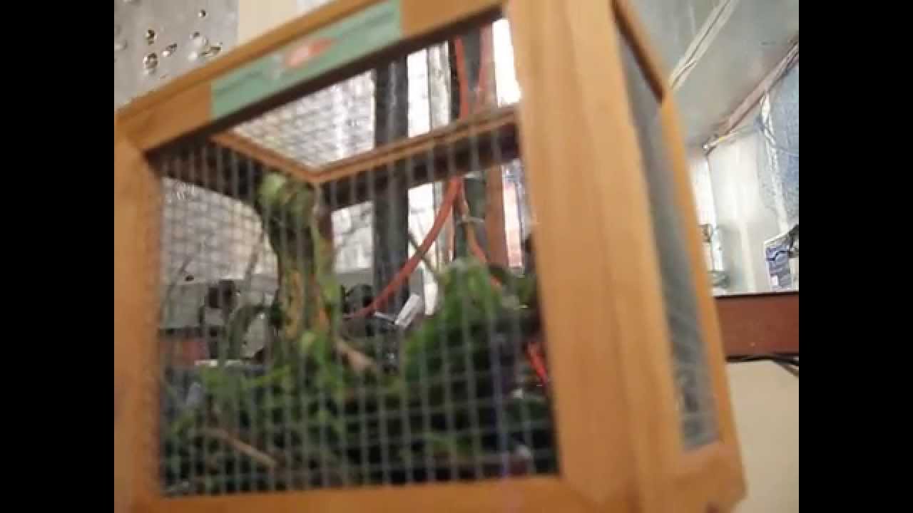 Big Green Caterpillar