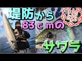 堤防からジグで巨大サワラが釣れた！ライトショアジギング