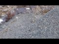 Snow leopard - Ladakh - Mar 2013 - Exodus trek - Steve Terry