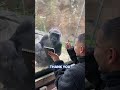 Gorilla reacts to drawing of herself