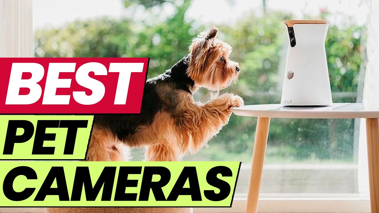 Is a Dog Camera Worth Buying?