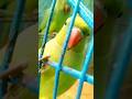 Tody vlog din hi kharab 🙄 #cuteparrot #parrot #shortsfeed #shortsyoutube