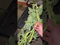 Fava Bean Harvest 1