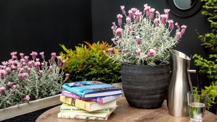 How to Grow Lavender | Mitre 10 Easy As Garden