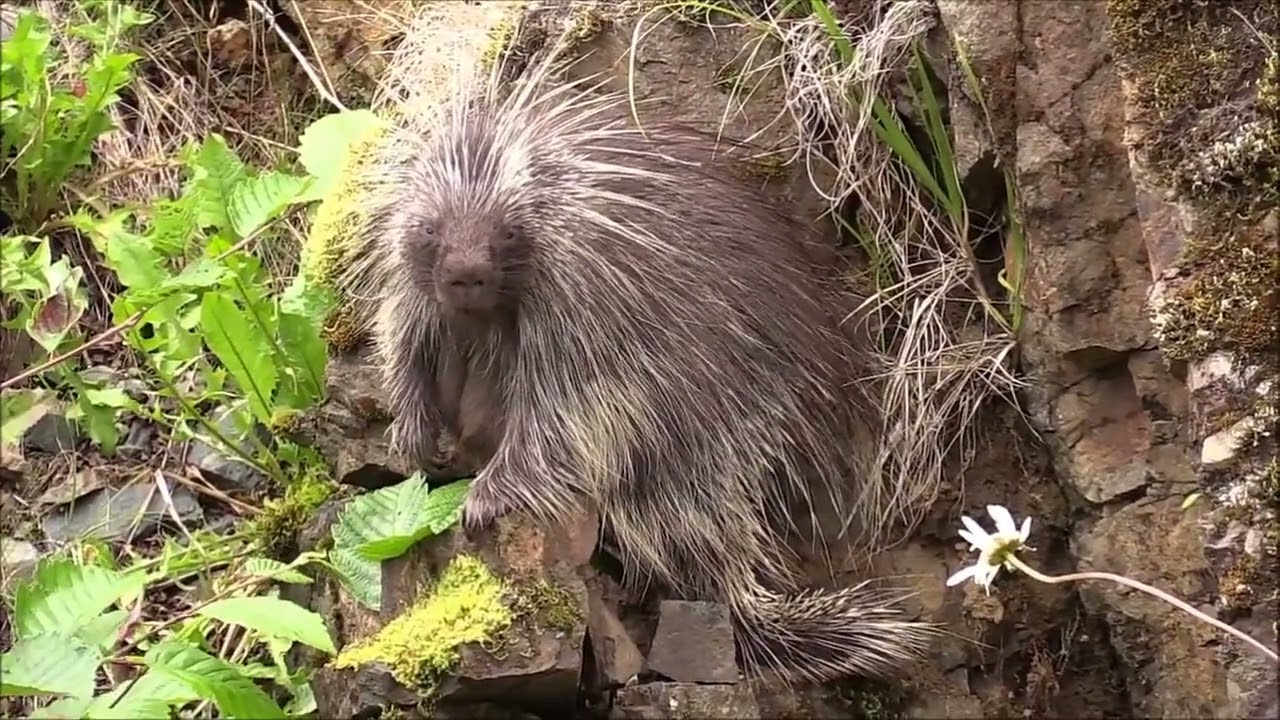 Дикобраз в дикой природе.