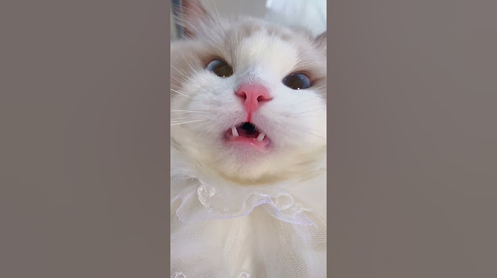 绝育前后修猫咪的叫声变化能有多大？#恶龙咆哮#猫咪的迷惑行为#猫