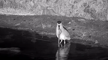 Ranger Insights | Black Crowned Night Heron