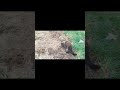 Кошки мышки Shorts на Эфирова TAVEL &amp; VLOG