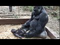 積極的に父ちゃんの側に行くキンタロウ⭐️ゴリラ gorilla【京都市動物園】"Dad! I'll go with you." Kintaro follows his dad.