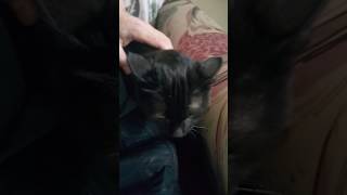 Angry Cat Samara. When The Cat Meets A Dog As A New Member Of The Family.