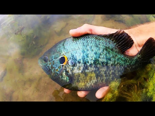 Bluegill Rejuvenation - On The Water