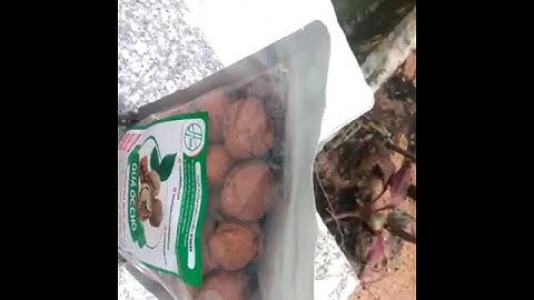 Quả Óc Chó Mỹ | Hạt Óc Chó Mỹ 1