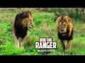 Lion Pride Feed And Drink | Cubs Try To Roar | Archive Mapogo Lion Footage