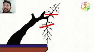 REACTION TUTORIAL SINGKAT MEMBENTUK DAHAN BONSAI🌲 PASTI LANGSUNG FAHAM!