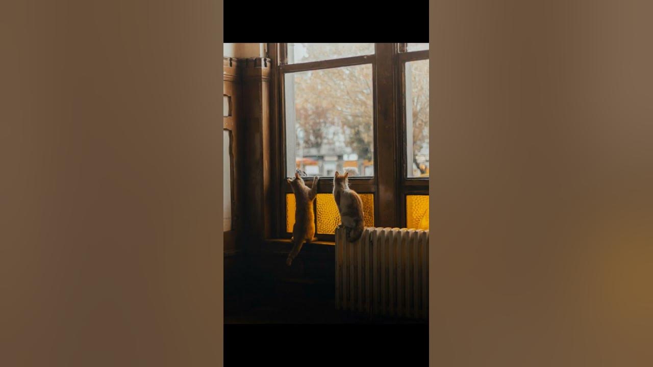 Why Do Cats Love Running Water? Discover the Secret! YouTube