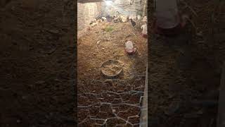 MINHA PEQUENA GRANJA #Youtube shorts #viral