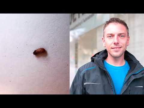 Video: Kleine Ungeziefer in der Wohnung: Ursachen und Methoden der Bekämpfung