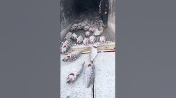 Freeze fish unloading process - Goodtools and machinery make work easy
