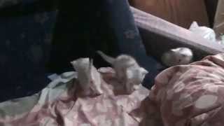 Котята открывают новый мир: Kittens open a new world Котята открывают новый мир: Kittens open a new world