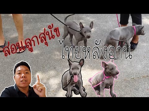 สอนลูกสุนัขไทยหลังอานให้ปรับตัวยอมรับเจ้าของ (รอนและฉลุย)