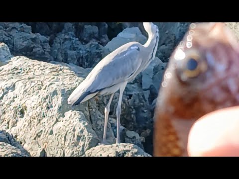 @할배 생선~? 🐟 @할배 생선~? 🐟