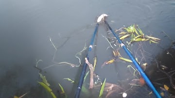 Nước lên chích cặp mé sông trúng cá lóc cá trê trắng thấy ham | kích cá miền tây 