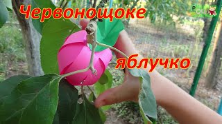 картинка: 02 Червонощоке яблучко. Дизайн (2 клас)