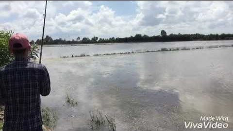 Rê cá lóc mùa nước nổi, thạnh hoá, Long an