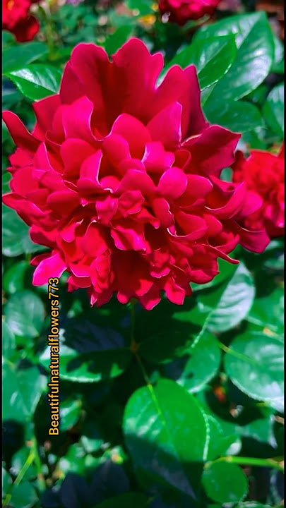 Gorgeous red flower #beautiful #flowers #shortvideo #beautifulflower #yt #shortvideo