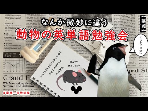 【南極一号放送局】なんか微妙に違う動物の英単語勉強会 ネタバレ抜きでデススト２を語る　おすすめアニメ　今は学生【RAT? MOUSE?】