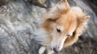 Grooming Your Shetland Sheepdog A Guide to Moderate Shedding Coats