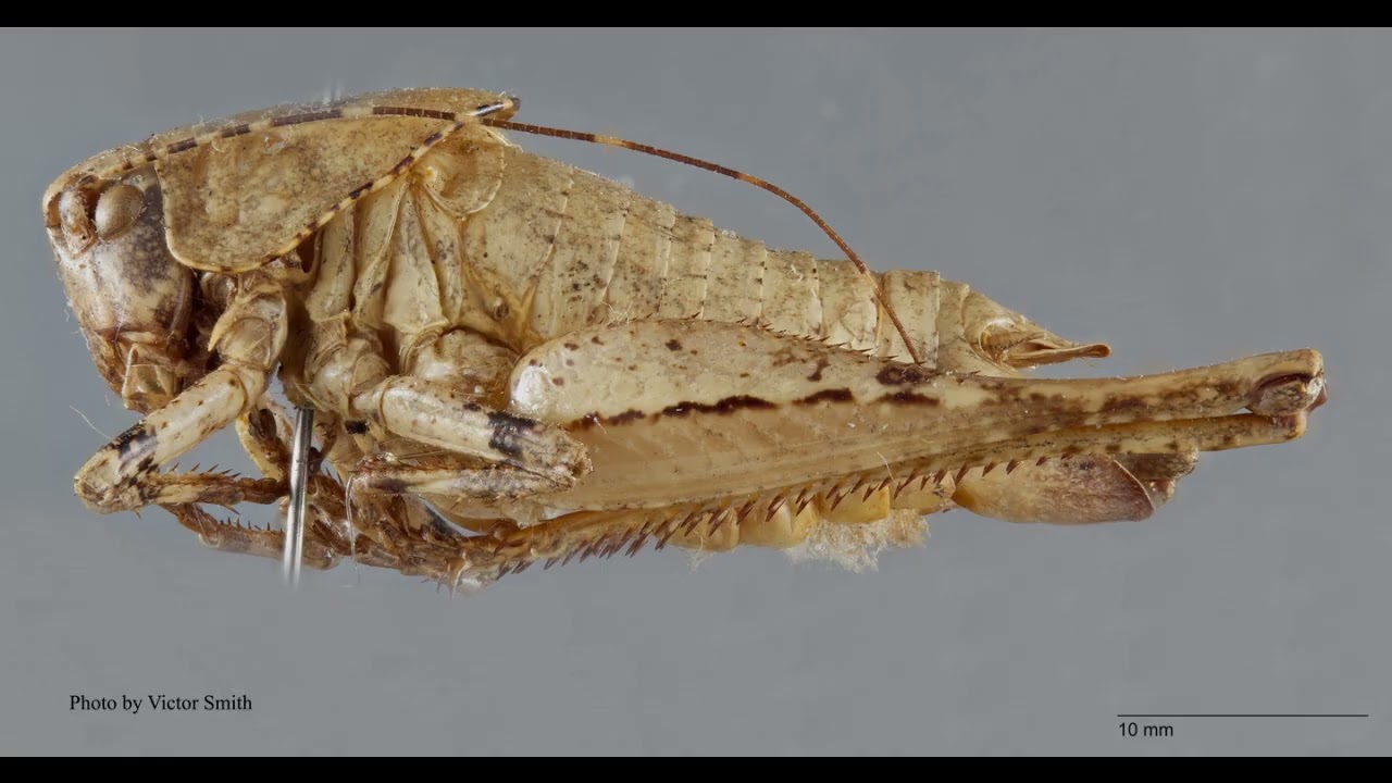 Antioch Dunes Shieldback Katydid Song